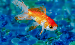 Calman guldfisk