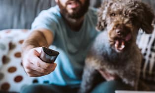 Calman-tv-närbild av en mans hand som håller en fjärrkontroll och en hund bredvid sig