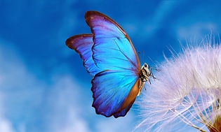 Calman-Blå fjäril