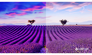 Calman-comparing field of lavender with and without calibration