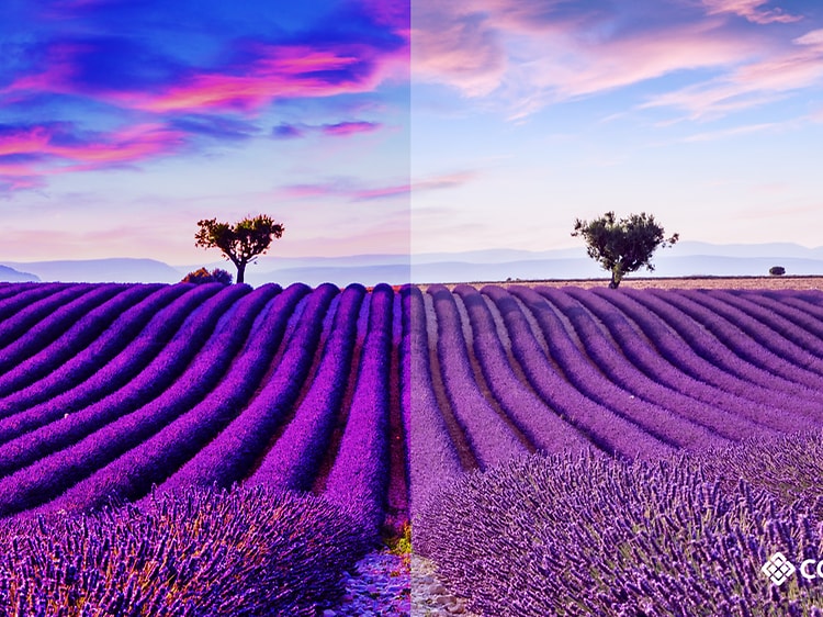 Calman-comparing field of lavender with and without calibration