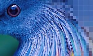 Sony-Närbild av en blå fågels huvud och hals
