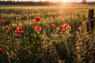 Sommarblommor