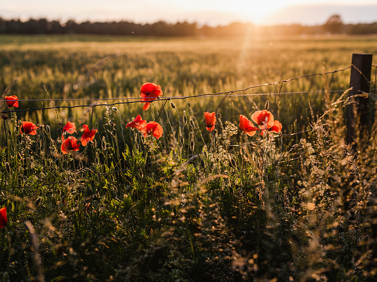 Sommarblommor