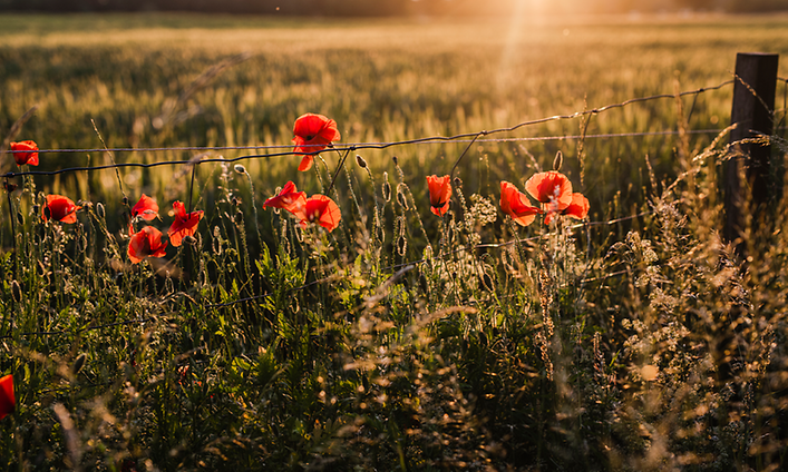 Sommarblommor