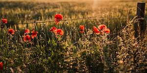 Sommarblommor