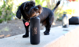 jbl flip 6 speaker and dog