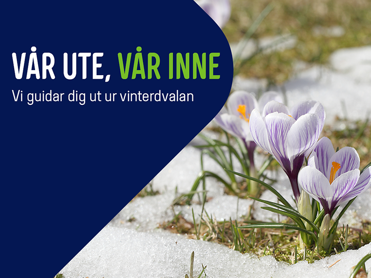 Krokusblomster på banner med teksten "Vår ut vår inne - Vi guidar dig igenom vinterdvalan."