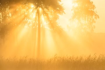 The sun shining trough trees in a meadow