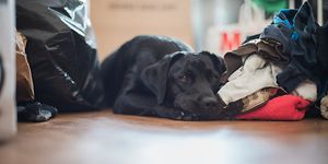 Dog lying on the floor with laundry in different colour beside 