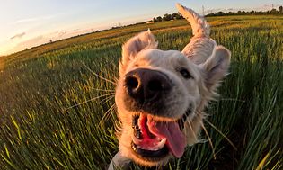 Foto av en hund som springer på ett fält taget med GoPro HERO12 Black