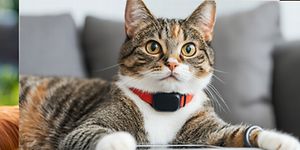 Gps tracker dogs cats top banne