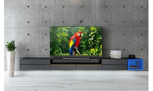 Ett grått rum med en TV på en svart bänk, bilden visar en papegoja. En vit kruka med grön växt och en blå box finns i rummet. 