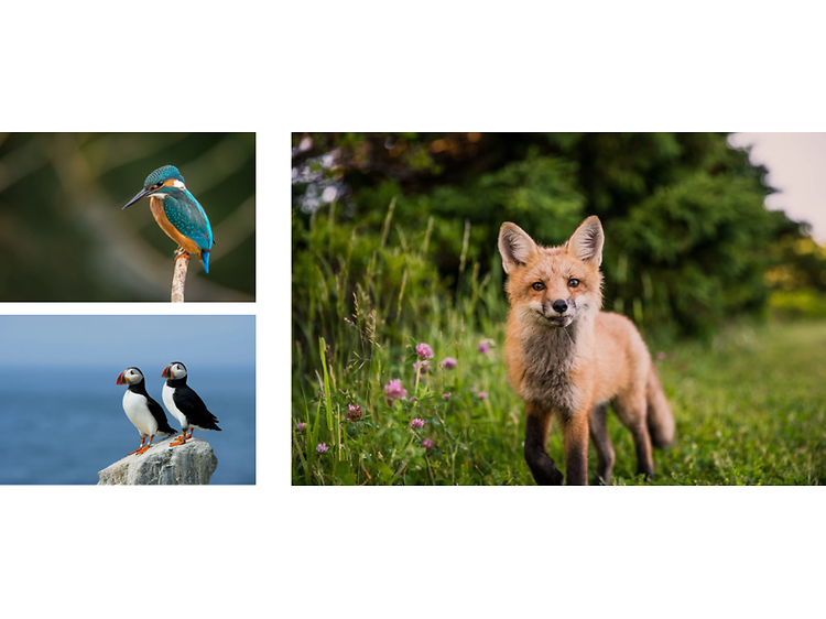 Bildkollage med djur- och naturfotografier. En bild på en räv och två mindre bilder med fågelmotiv.