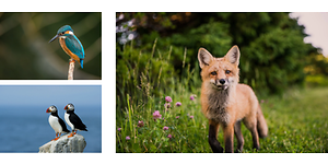 Bildkollage med djur- och naturfotografier. En bild på en räv och två mindre bilder med fågelmotiv. 