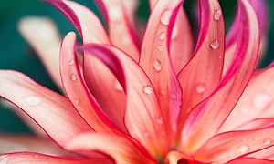 Närbild på en rosa/lila lotusblomma tagen med ett makroobjektiv, så skarp att man kan se vattendroppar på bladen. 