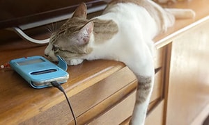 En katt ligger och vilar på en bänk bredvid en telefon med blått skal som sitter på laddning. 